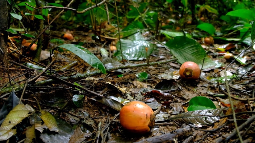Fresh ebony fruits recently fallen on the forest floor in the Dja Faunal Reserve, shortly before collection by The Ebony Project. (Photo by Vincent Deblauwe)