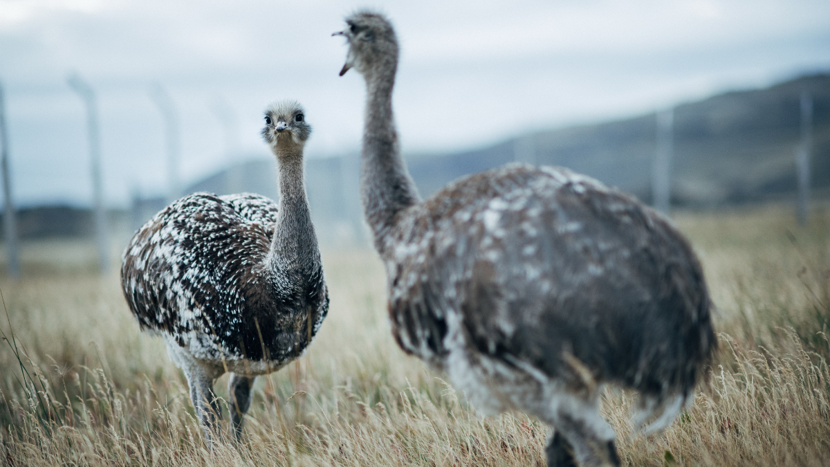 Pair of Darwin's rheas with mottled plumage in natural grassland habitat, foreground bird looking toward viewer