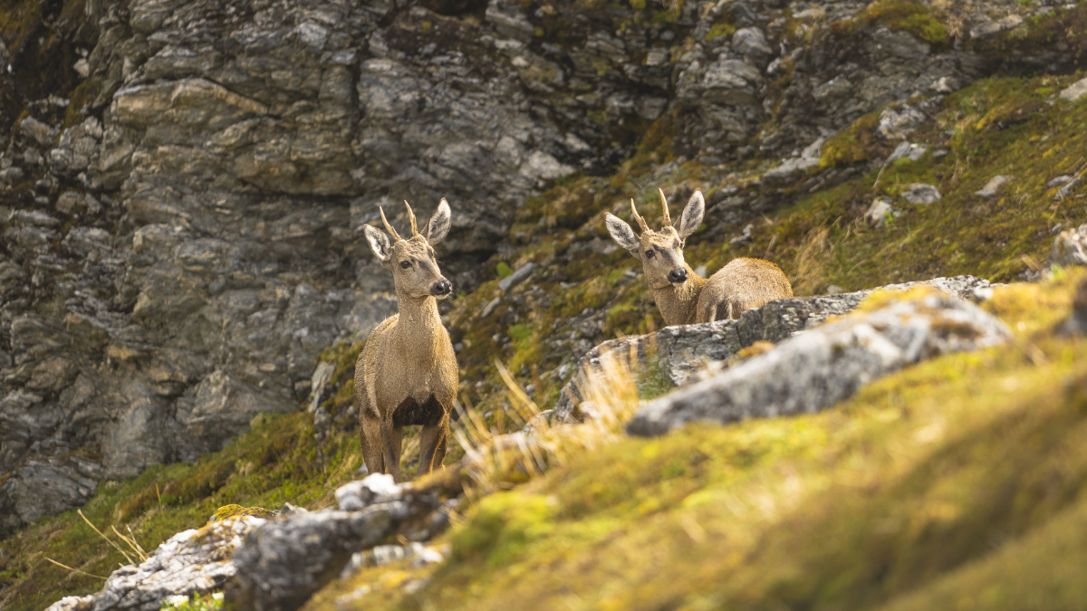 Pair of huemul deer with developing antlers positioned on steep rocky hillside covered in moss and lichen