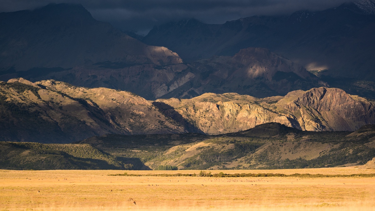 Wide golden grassland with scattered guanacos beneath dramatic layered mountains and stormy sky in Patagonia