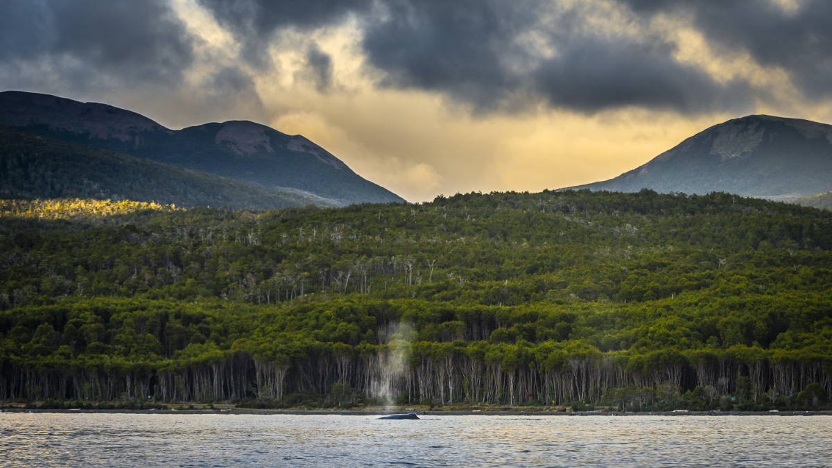 Whale spout rising from dark water with forested coastline and mountains under dramatic cloudy sky in Strait of Magellan