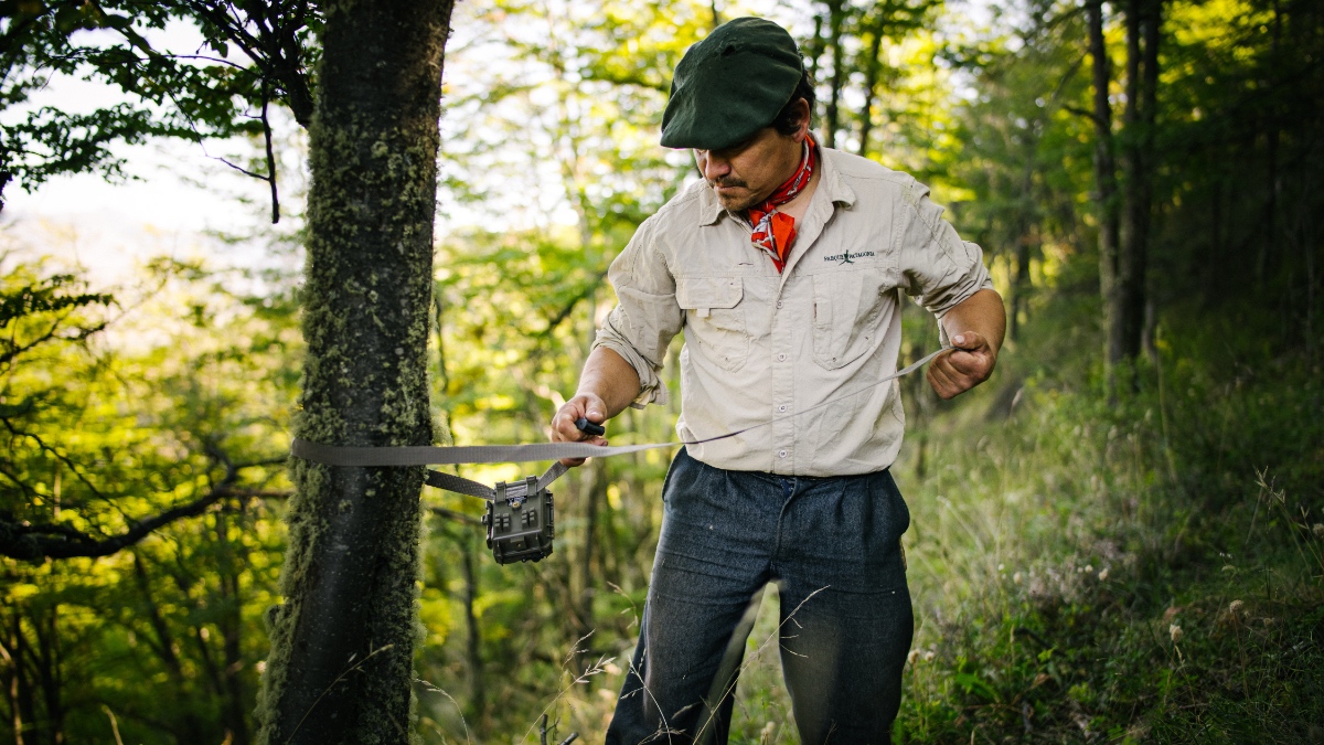 Wildlife ranger in green cap and field uniform installing camera trap equipment on tree in bright forest setting