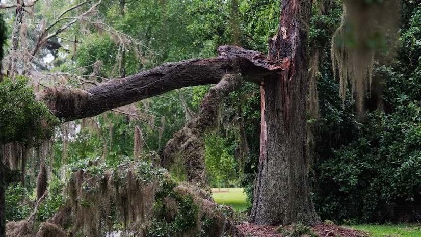 A damaged tree in a forest