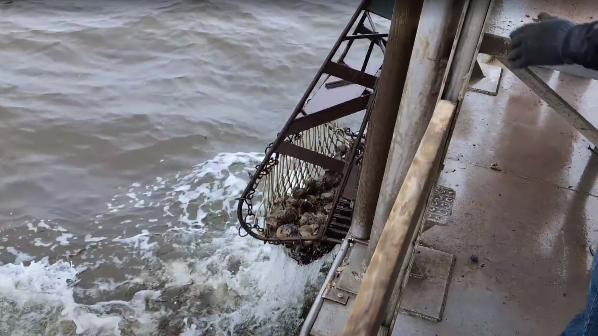 Metal sampling basket emerges from churning bay water filled with oysters, suspended from boat rigging as crew collects density data for mapping.