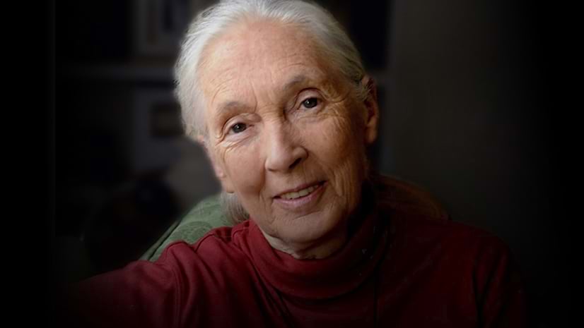 A portrait of Jane Goodall