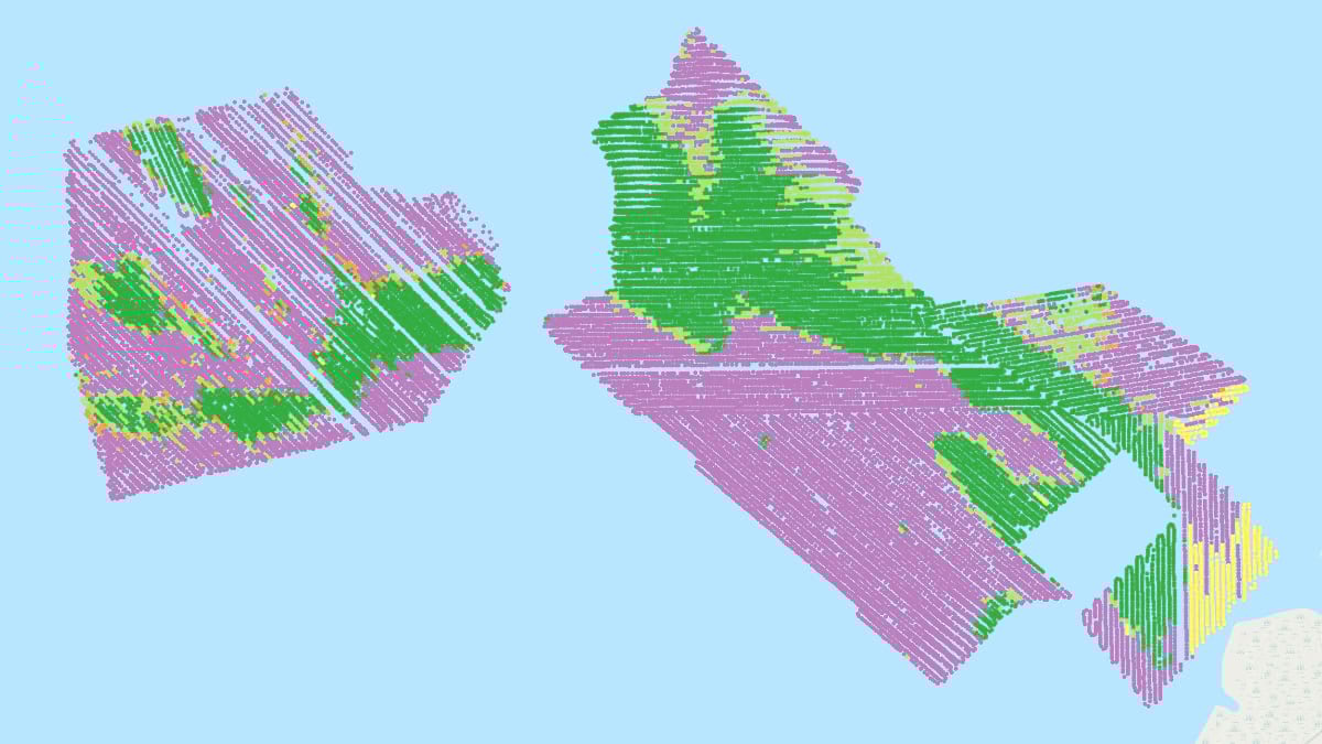 Three-dimensional visualization showing thousands of colored data points—pink, green, and yellow—mapping oyster reef topography and density patterns.