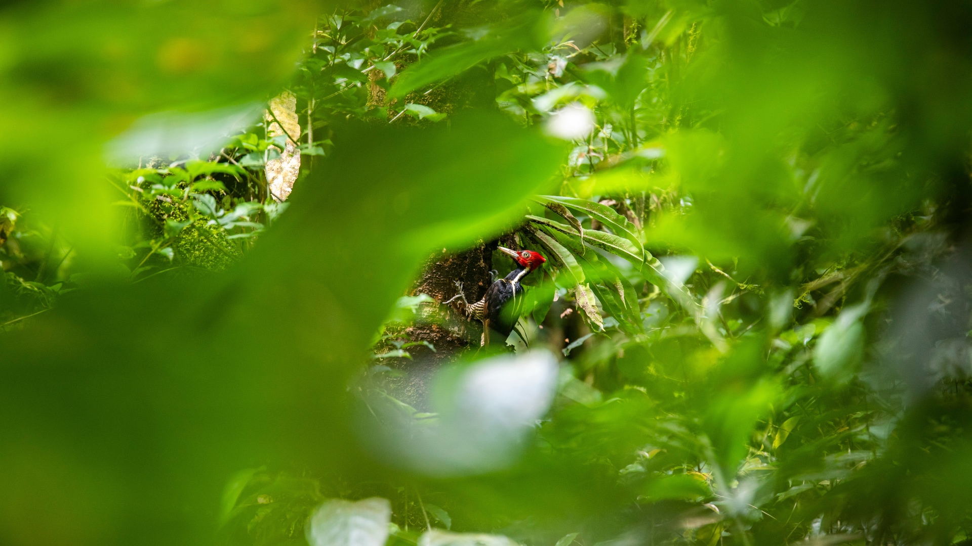 Soft focus of ivory billed woodpecker sitting on wood trunk in green forest of Costa Rica in daylight