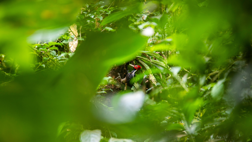 Soft focus of ivory billed woodpecker sitting on wood trunk in green forest of Costa Rica in dayligh