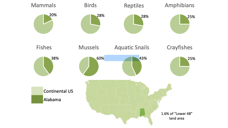 Map showing Alabama's small size vs. pie charts revealing state hosts 60% of US mussels, 43% aquatic snails, 38% fishes, and 25-28% of other groups