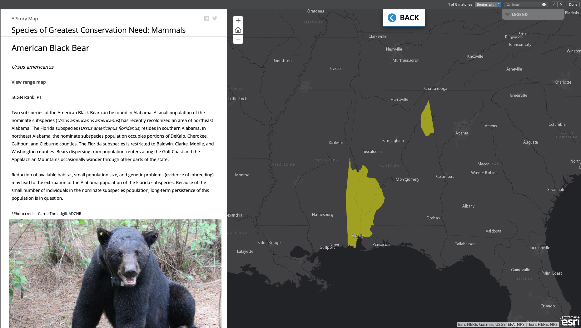 Split screen showing black bear photo and details on left, map on right displaying two distinct populations in northeast and southern Alabama
