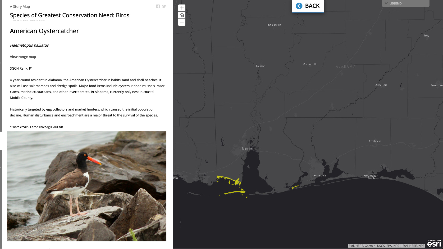 Split screen showing American oystercatcher with orange bill on left, map on right displaying narrow range along coastal Mobile County shoreline