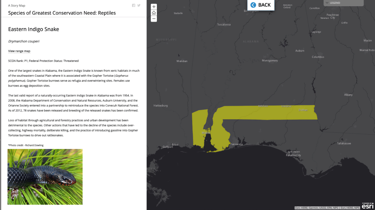 Split screen showing eastern indigo snake photo and details on left, interactive map on right showing narrow species range in southern Alabama