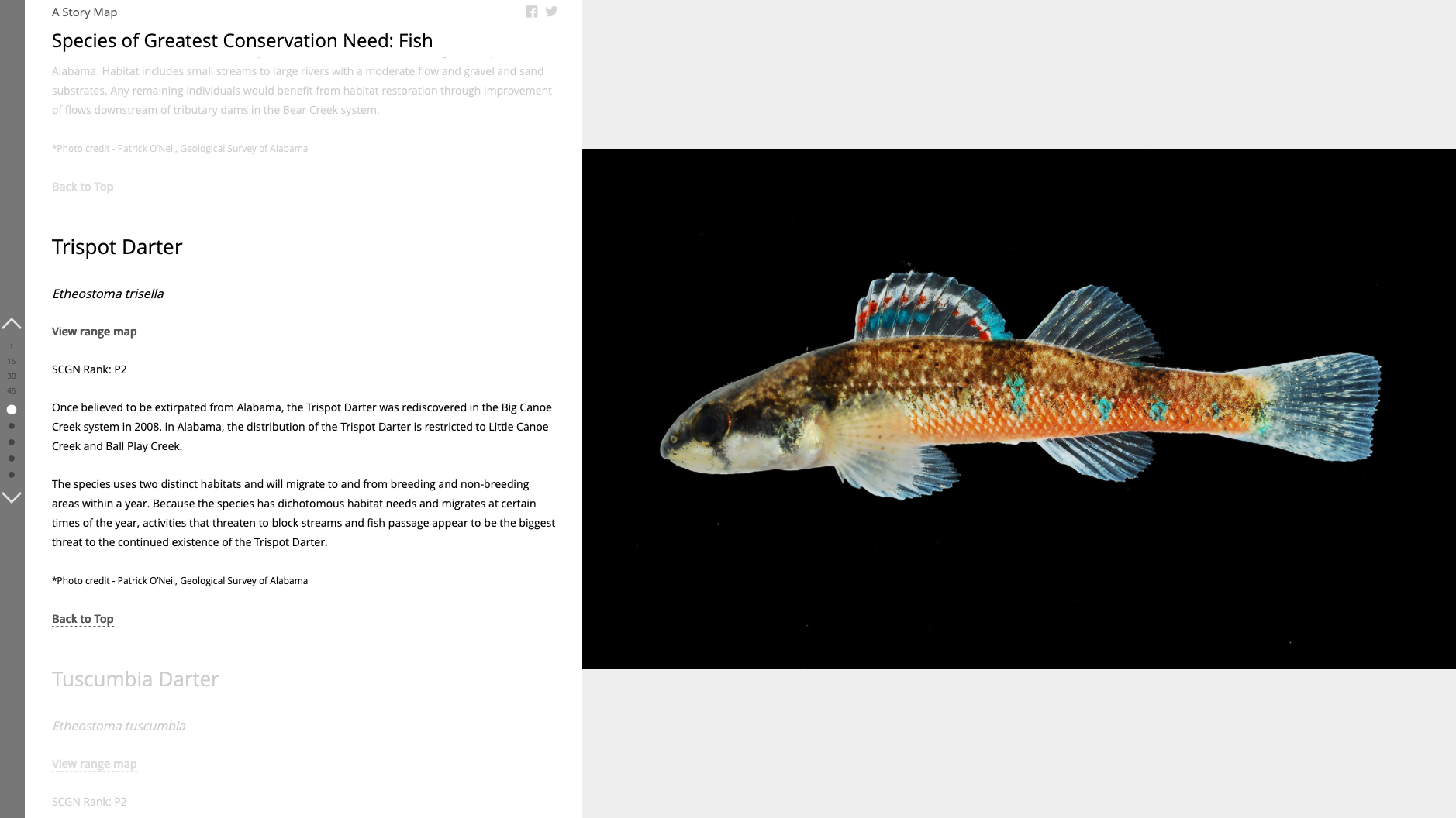 Screenshot of species page showing Trispot Darter details and photo of colorful fish with distinctive blue, orange, and turquoise spotted pattern
