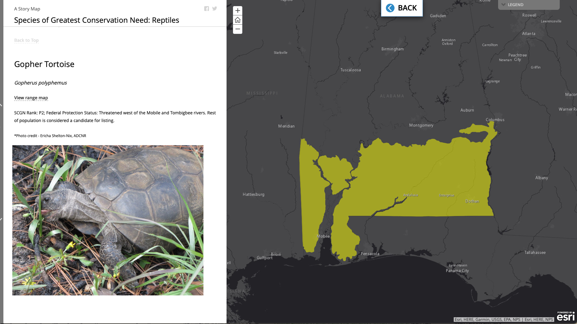 Split screen showing gopher tortoise photo and details on left, interactive map on right displaying species range across southern Alabama