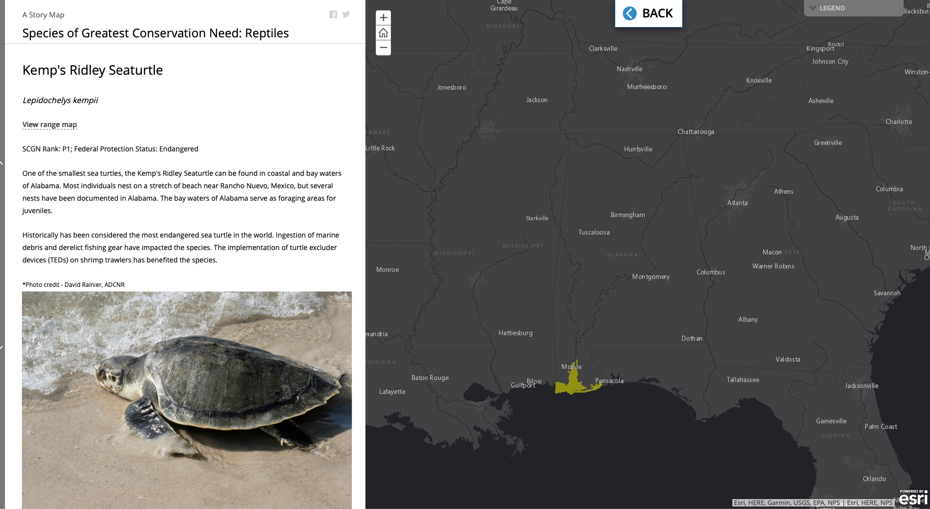 Split screen showing Kemp's ridley sea turtle photo and details on left, map on right displaying narrow coastal range along Alabama's Gulf shore