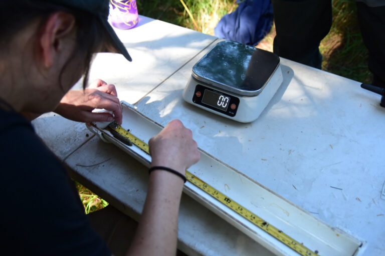 A photo of a person measuring a small fish on a white table with a yellow tape measure. In front of the tape measure is an empty scale.