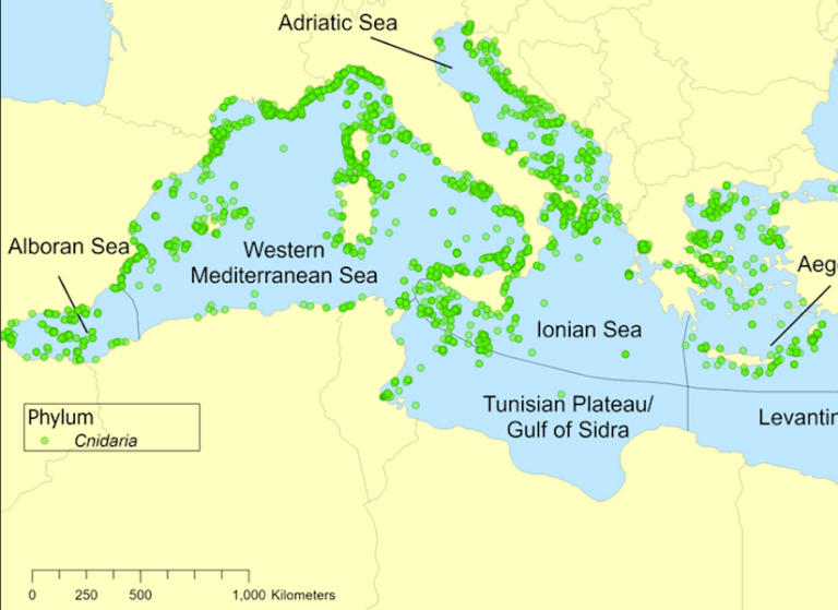 A yellow map showing species distribution in the Mediterranean Sea