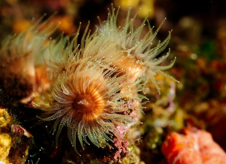A white coral in the sea