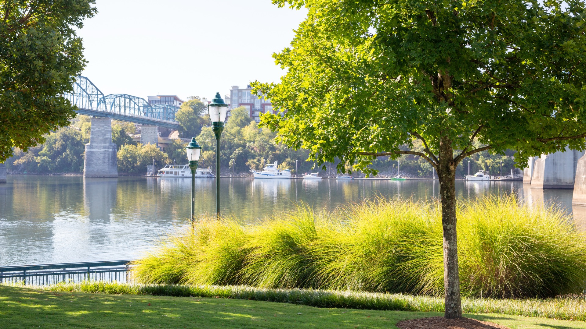 Ground-level view of Chattanooga riverfront park showing manicured lawn, ornamental grasses, shade trees, and the Tennessee River with the Walnut Street Bridge in the background
