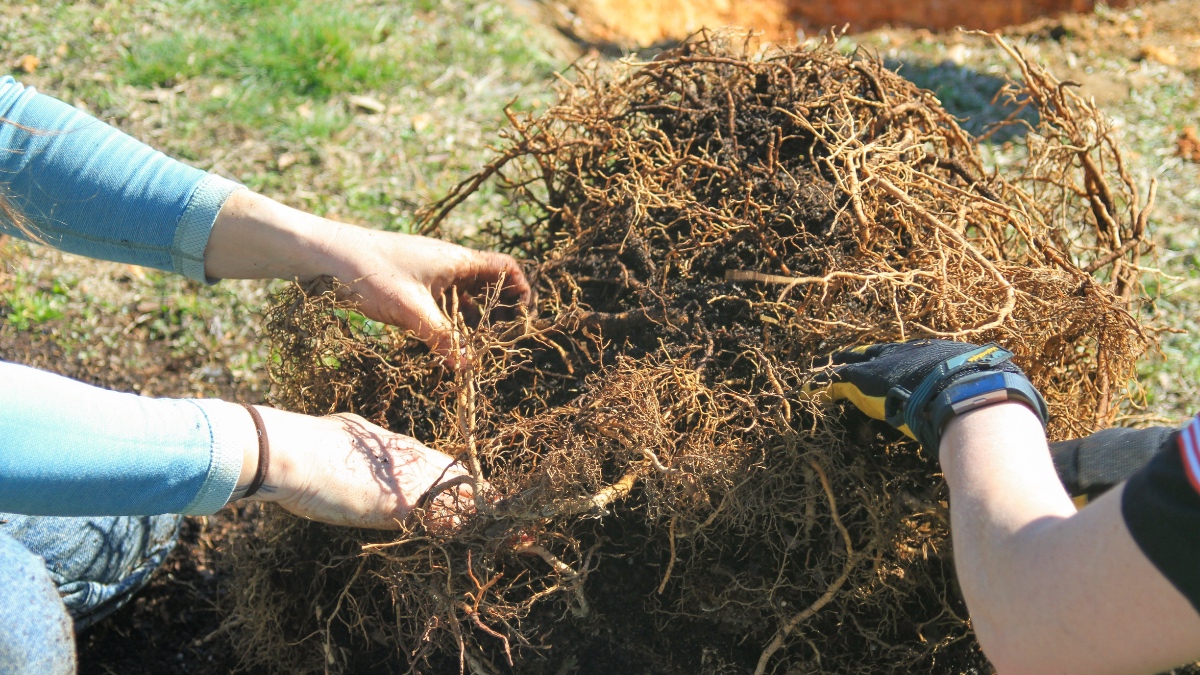 Close-up of hands working to separate and loosen the tangled root ball of a tree being prepared for planting.