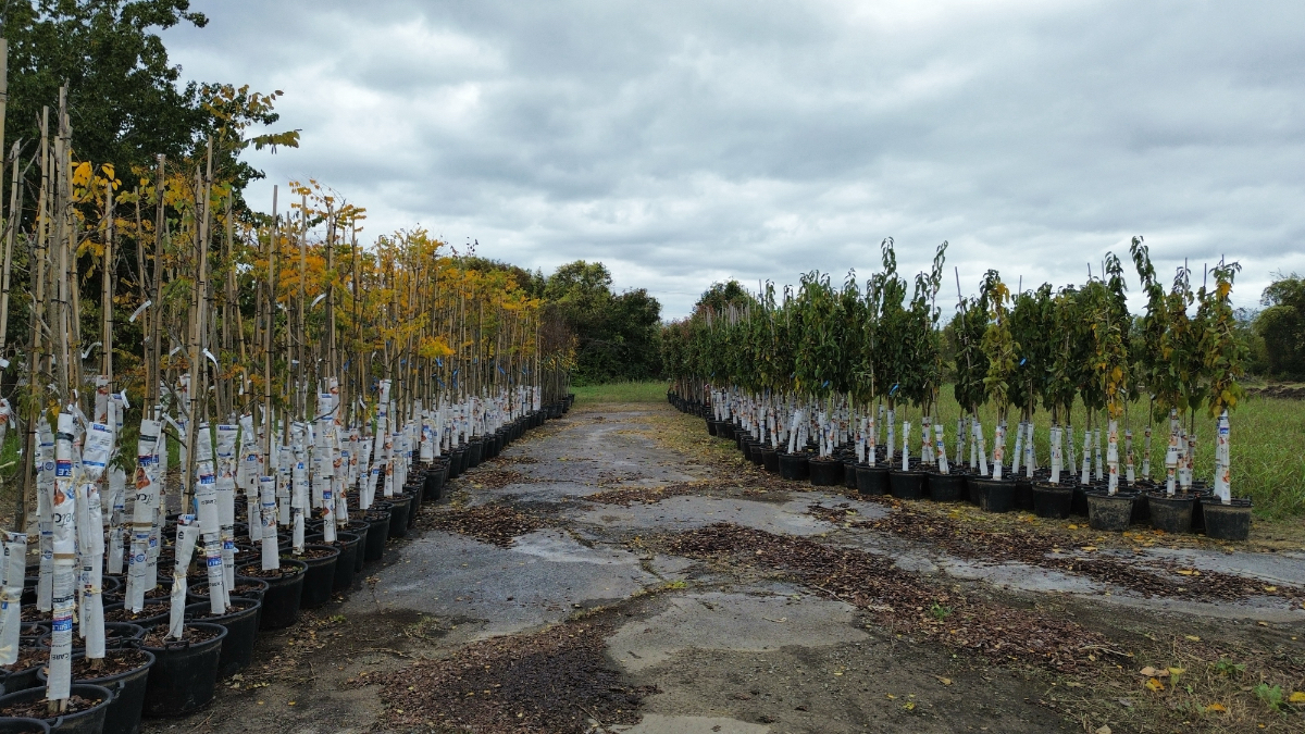 Rows of young trees in black containers at a nursery, with white protective wraps on trunks, organized in neat lines stretching into the distance.