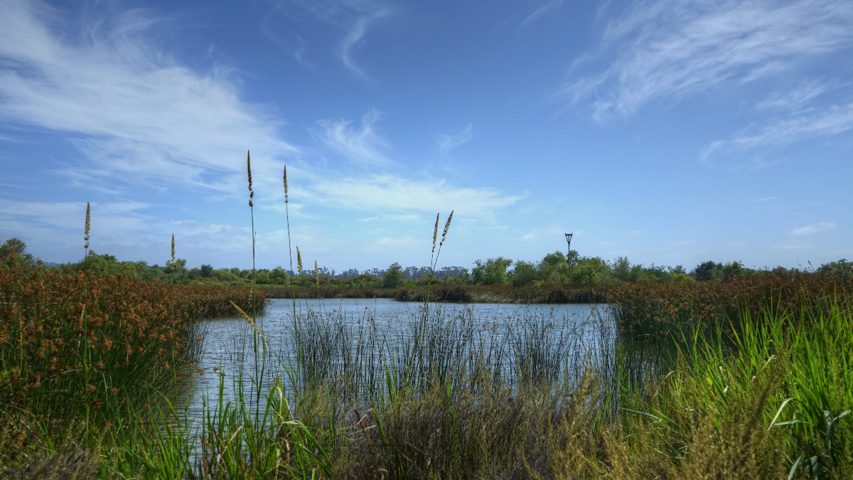 Wetland pond surrounded by tall grasses and reeds under a blue sky with wispy clouds at the San Joaquin Wildlife Sanctuary in Irvine, California