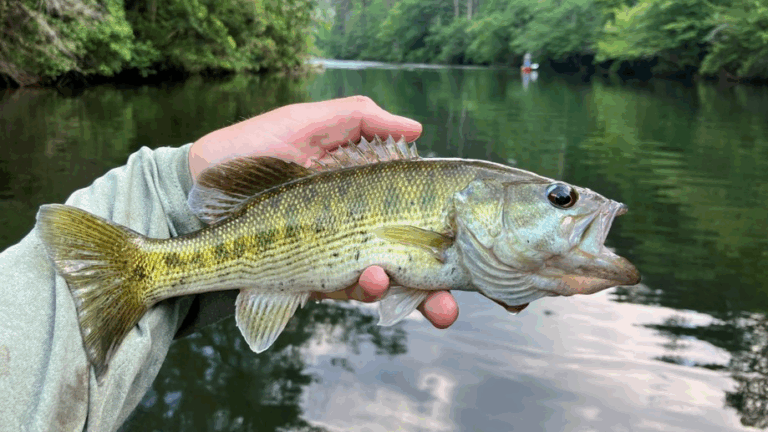 Close-up of Bartram's Bass being held over water, showing distinctive turquoise ring around eye and yellow-green coloring with dark bands.