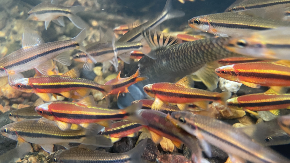 Underwater view of multiple creek chub fish swimming over rocky stream bottom, showing the diverse native species in South Carolina watersheds.