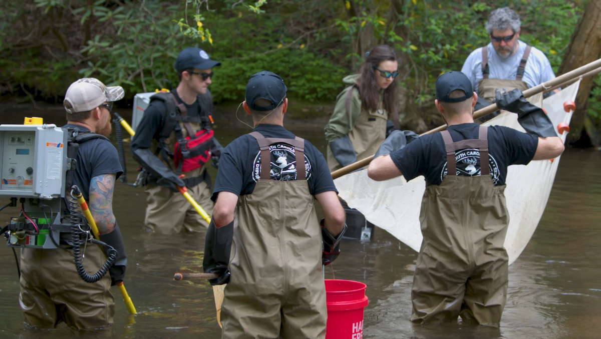 Wildlife biologists in waders use electrofishing gear and nets to survey fish populations in a South Carolina stream as part of habitat study.