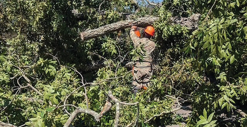 A person in an orange hard hat and camouflage clears a large tree branch.