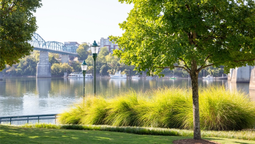 A scenic lake, tree, and bridge in Chattanooga, Tennessee