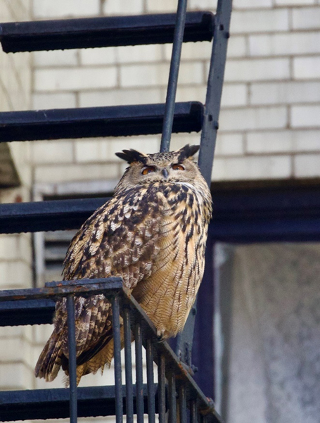Photo of a brown eagle-owl perched on a metal railing, with what appears to be a fire escape staircase in the background.