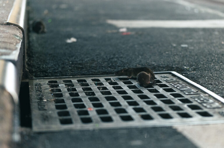 Zoomed-in photo of multiple mice on a sewer grate beside a street curb.