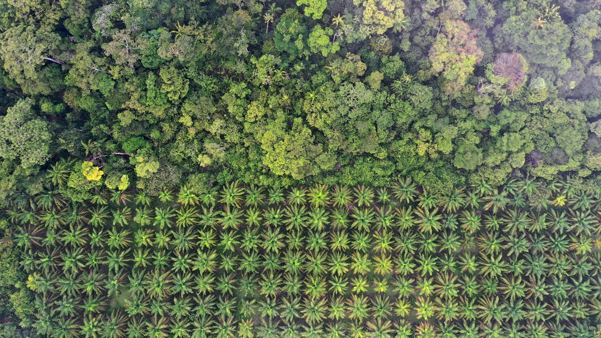 Aerial view of rows of oil palm trees meeting dense tropical forest canopy, showing the sharp boundary between plantation and forest.