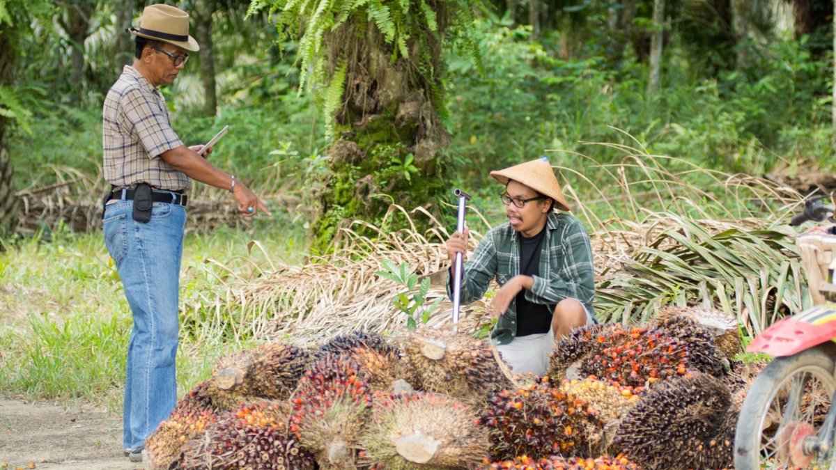 Two men at a smallholder palm oil farm, one holding a tablet and pointing, the other crouching beside harvested fresh fruit bunches.