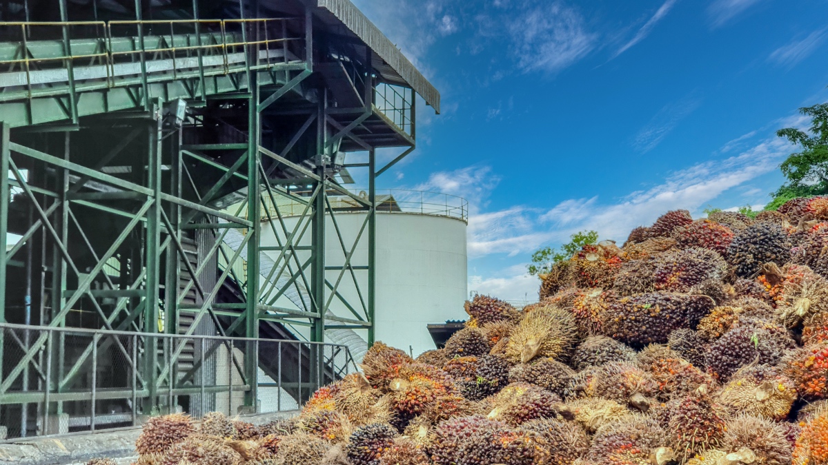 Large pile of harvested palm oil fresh fruit bunches stacked beside the steel structure of a palm oil processing mill.