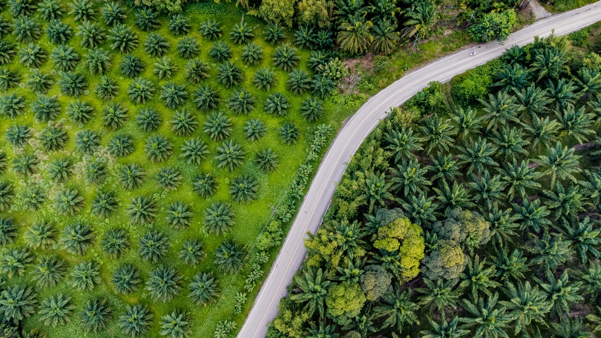 Aerial view of a winding road through oil palm plantations in Malaysia, with mixed-age trees on both sides.