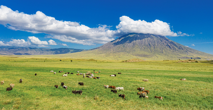 Cattle graze in a green pasture at the foot of a large mountain, whose peak is covered by a white cloud beneath a bright blue sky.