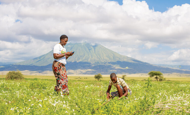 A woman uses a smartphone in a field of white flowers while a young boy crouches nearby, tending to the plants. There is a large mountain in the background.