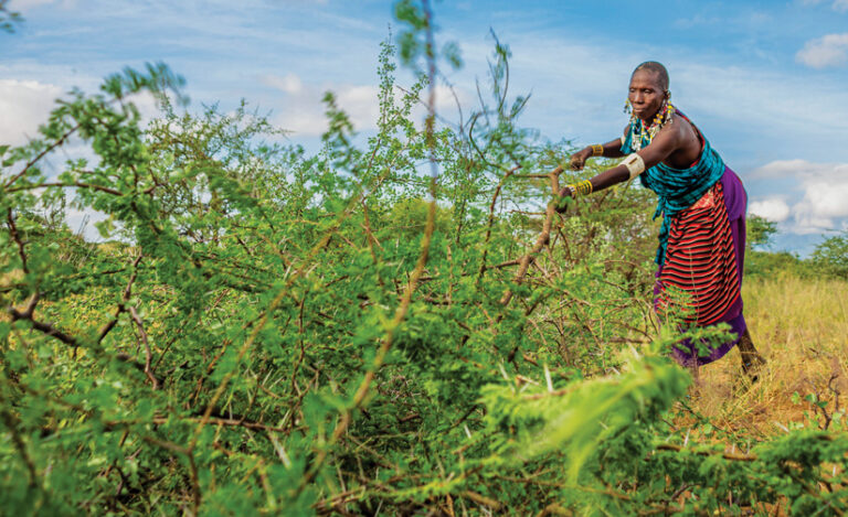 A woman in colorful traditional clothing and jewelry removes thorny bushes from a grassy field.
