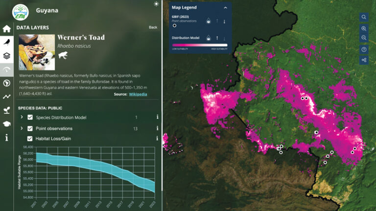 A dashboard showing Werner's Toad habitat in Guyana: a pink heat map of habitat distribution on the right, and on the left, a panel with species details and a graph showing declining suitable habitat from 2001 to 2023.