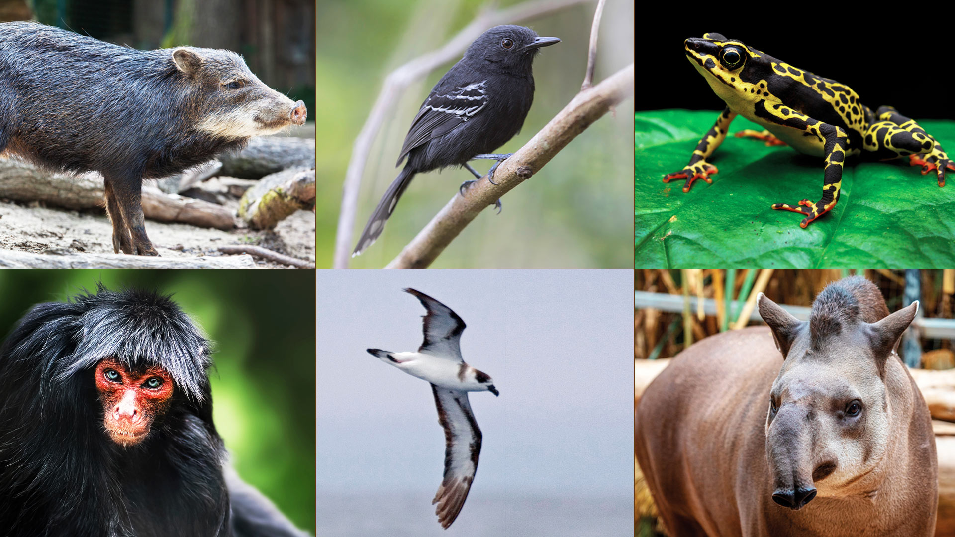 A New, Scalable System for Nationwide Biodiversity Monitoring