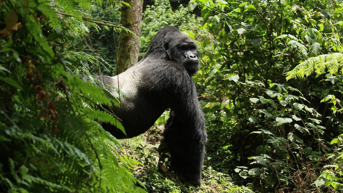 A silverback mountain gorilla stands upright among dense ferns and vegetation in Bwindi Impenetrable National Park.