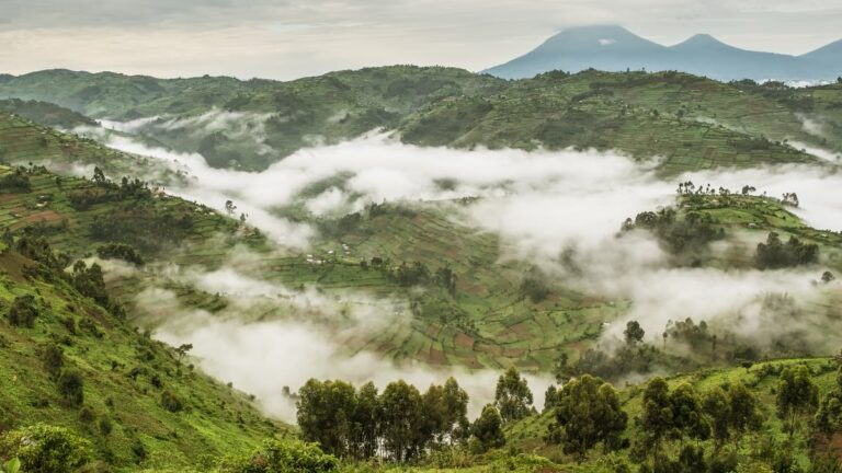 Terraced farmland covers the hills surrounding Bwindi Impenetrable National Park, with mist filling the valleys and volcanic peaks in the distance.