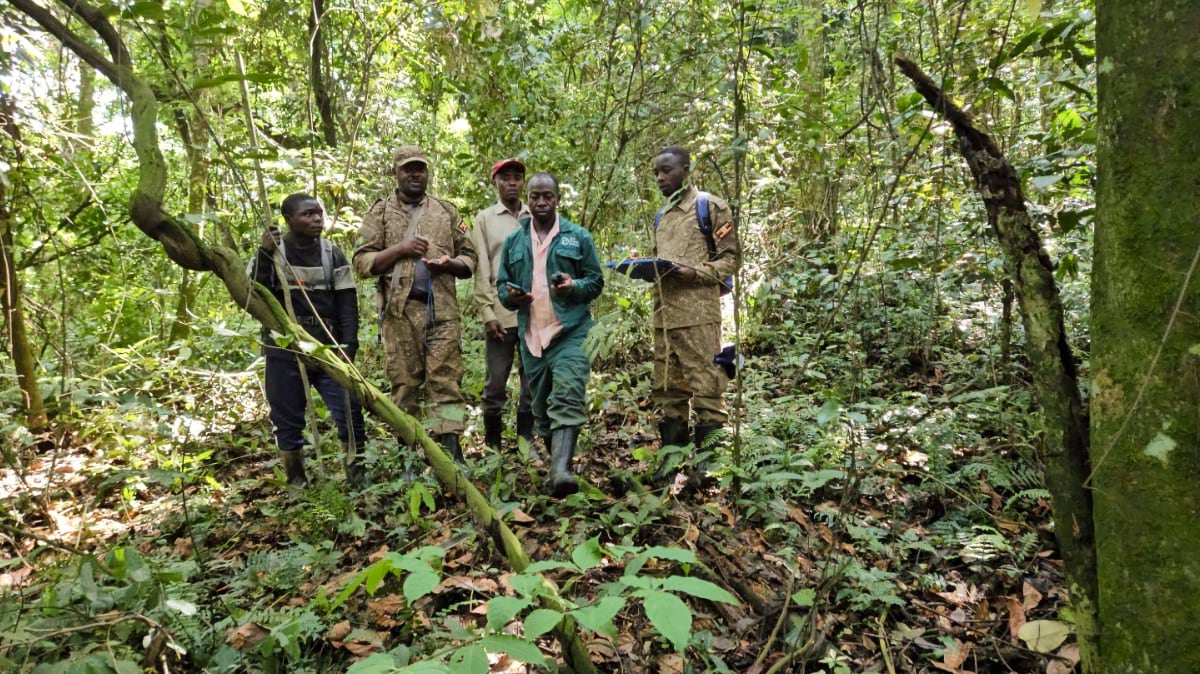 Five census team members stand among dense vegetation on a forested slope in Bwindi Impenetrable National Park.