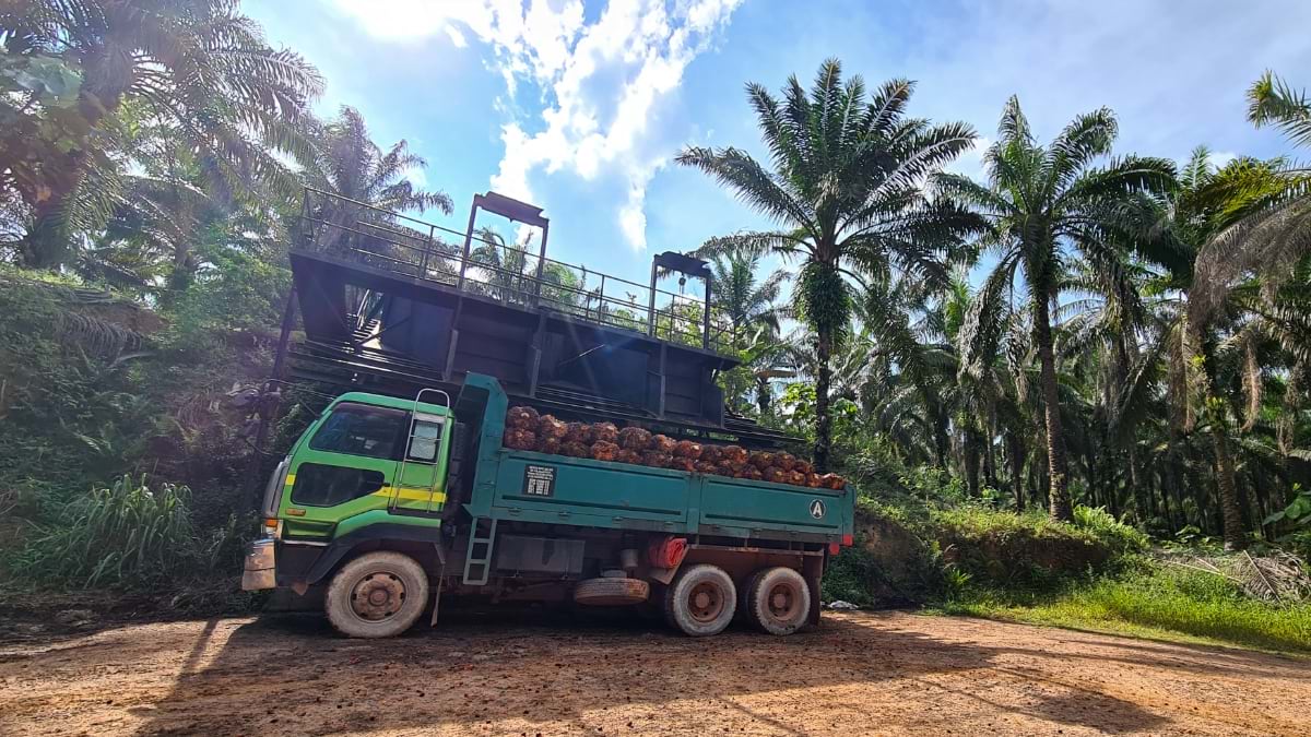 Green truck loaded with oil palm fruit bunches parked on a dirt road surrounded by palm trees.