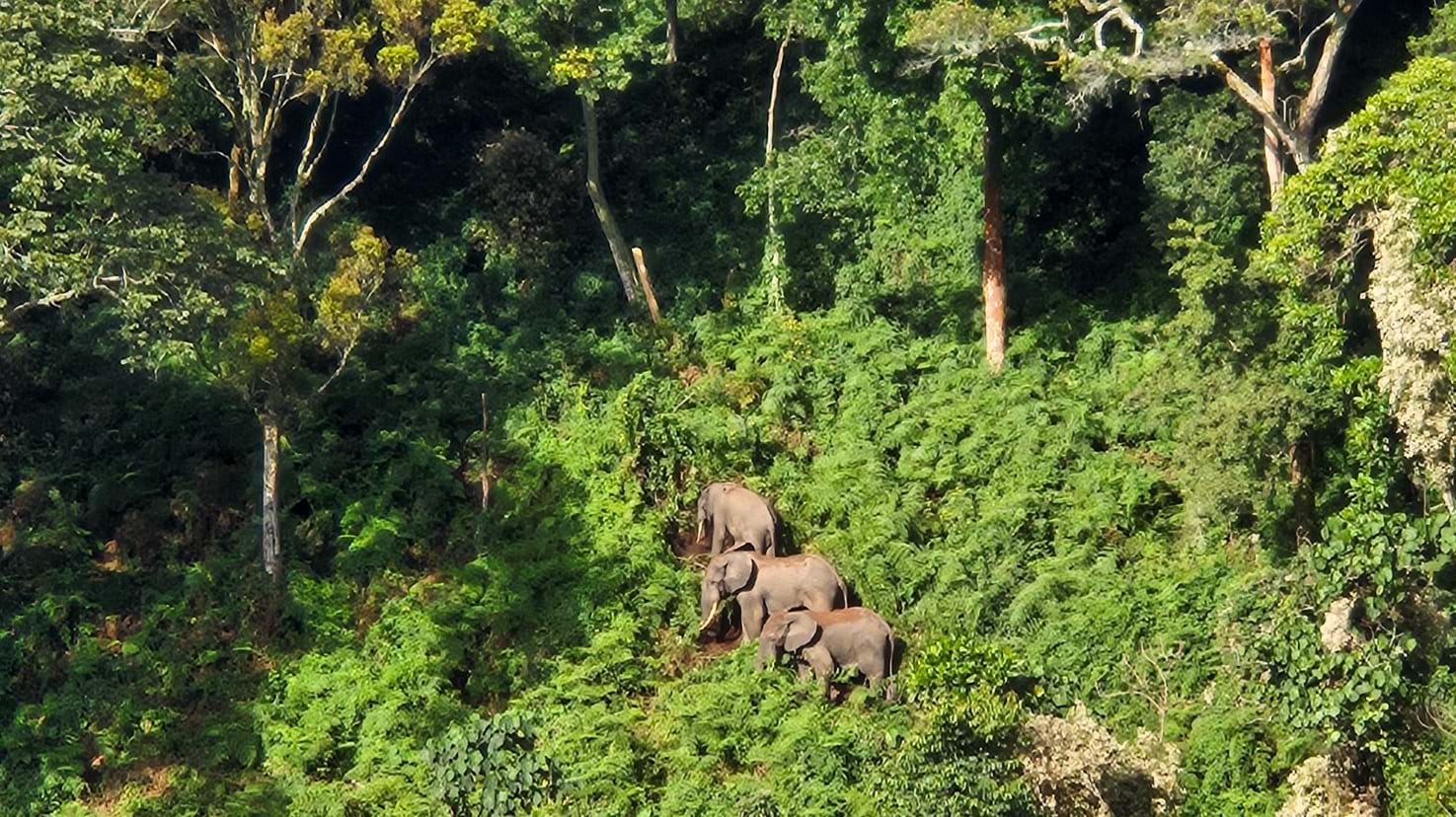 Three forest elephants move through a steep, densely vegetated hillside in Bwindi Impenetrable National Park.