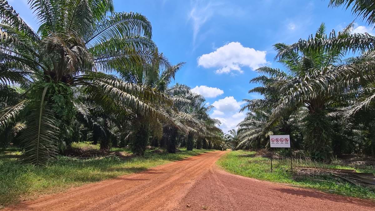 Red dirt road flanked by rows of oil palm trees under a blue sky at a Malaysian plantation estate.