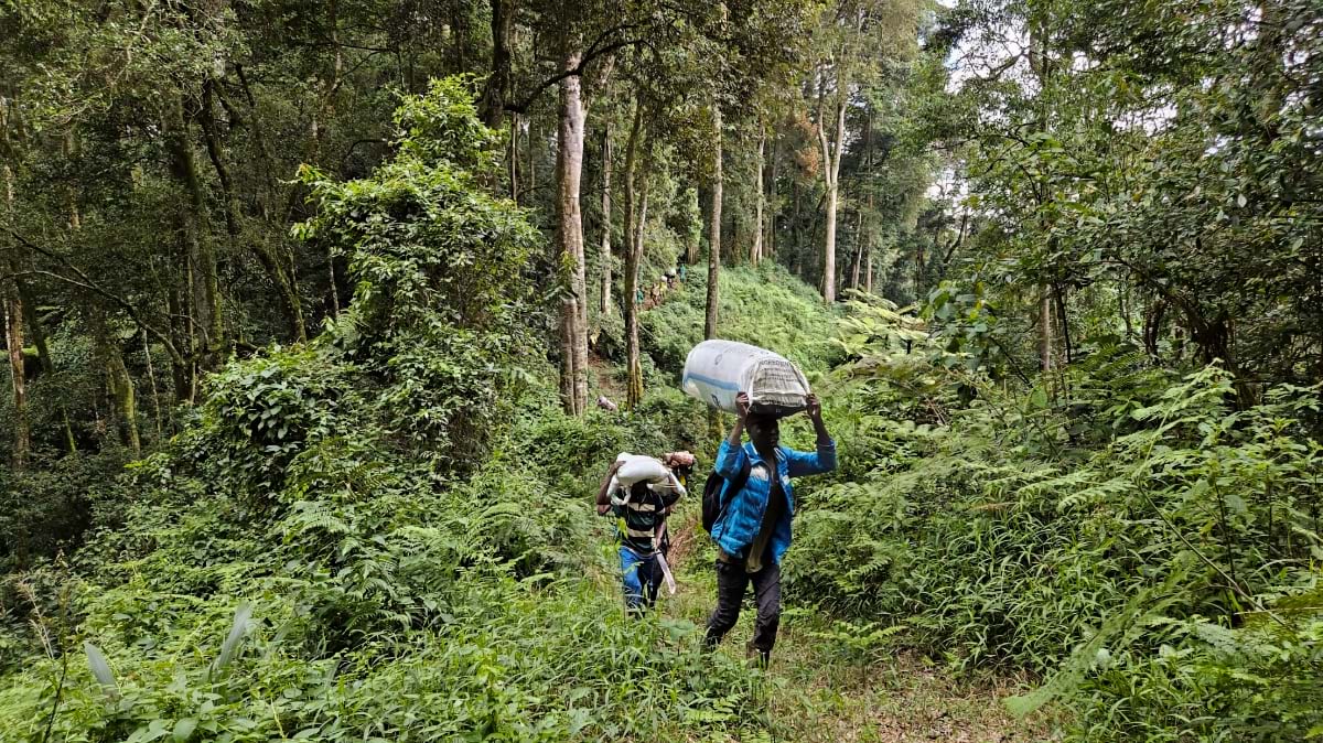 Two porters carry large bundles on their heads along a steep forested path in Bwindi Impenetrable National Park.