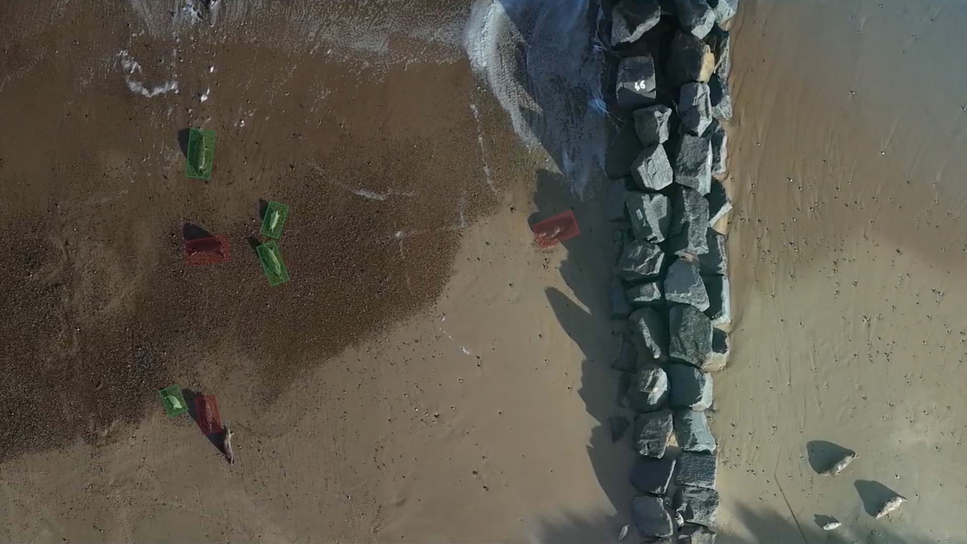 An aerial view of seals on a beach, with each seal outlined in a transparent red or green square